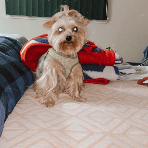 Meet your Posher, Chloe - Picture 1 of 1